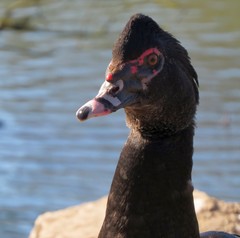 Cairina moschata domestica