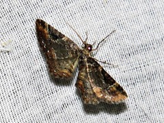 Melanthia ustiplaga