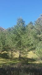 Pinus stylesii