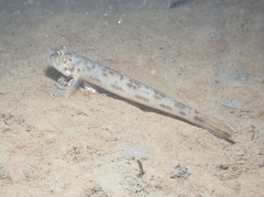 Lepidogobius lepidus