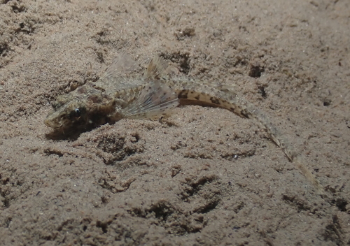 Pygmy poacher (Odontopyxis trispinosa) — Agonidae — 5