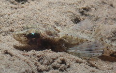 Odontopyxis trispinosa