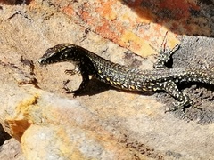 Tropidosaura gularis