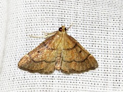 Stemmatophora depressalis