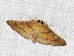 Stemmatophora depressalis