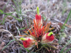 Castilleja moranensis