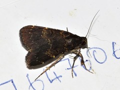 Hydrillodes uliginosalis