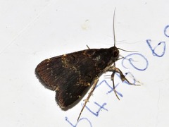 Hydrillodes uliginosalis