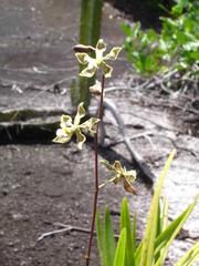 Encyclia granitica