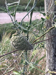 Araujia brachystephana