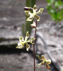 Encyclia granitica