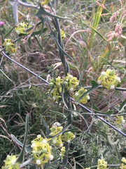 Araujia brachystephana