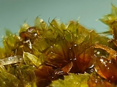 Ptychostomum moravicum