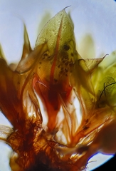 Ptychostomum moravicum