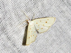 Comostolopsis stillata stillata