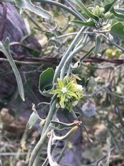 Araujia brachystephana