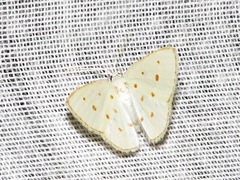 Comostolopsis stillata stillata