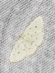 Comostolopsis stillata stillata