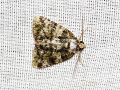 Iambia melanochlora