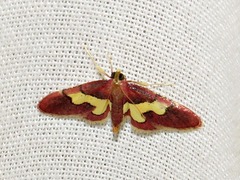 Bostra xanthorhodalis