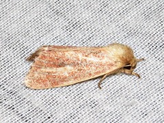 Aspidifrontia rufescens