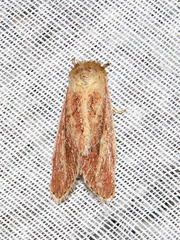 Aspidifrontia rufescens