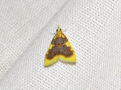 Sameodesma xanthocraspia