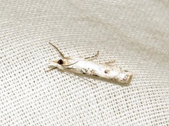 Crambus sparsellus