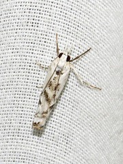 Crambus sparsellus