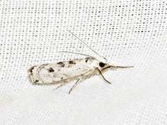Crambus sparsellus