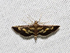 Syngamia