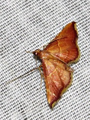 Endotricha erythralis