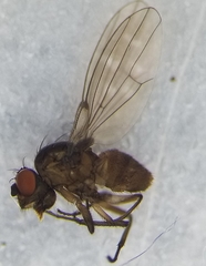 Scatella