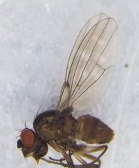 Scatella