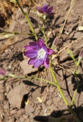 Malesherbia linearifolia