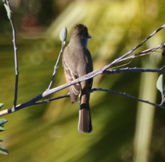 Myiarchus tyrannulus