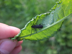 Ropalopus macropus