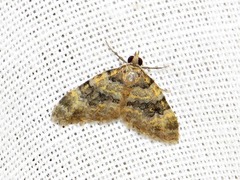 Piercia perizomoides