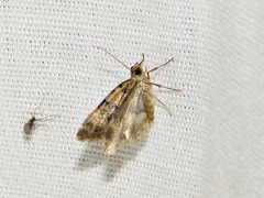 Piercia perizomoides