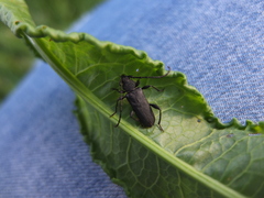 Ropalopus macropus