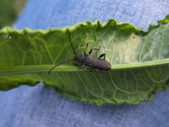 Ropalopus macropus