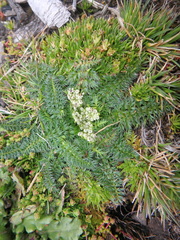 Haplosciadium abyssinicum