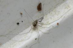 Mitostoma chrysomelas