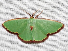 Heterorachis devocata devocata