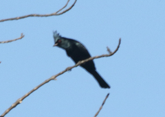 Phainopepla nitens