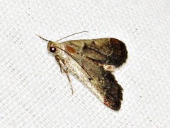 Zitha zonalis