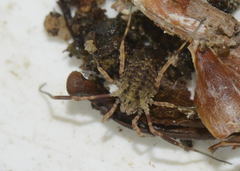 Lophopilio palpinalis