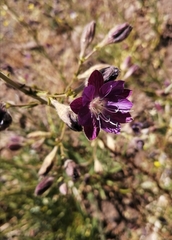 Malesherbia linearifolia