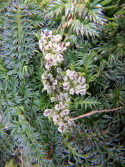 Haplosciadium abyssinicum