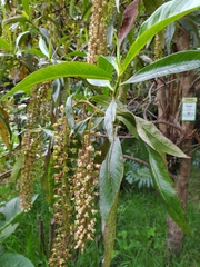 Escallonia pendula